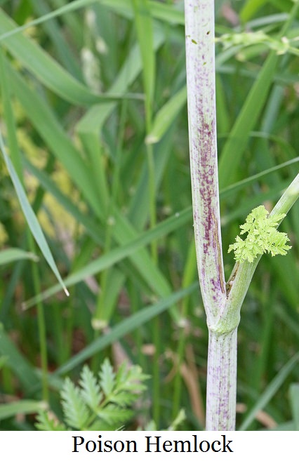 27890512112_b2b63d4cc1_z