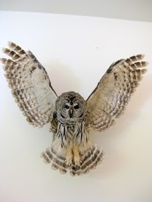 Cheri Guinn - Barred Owl
