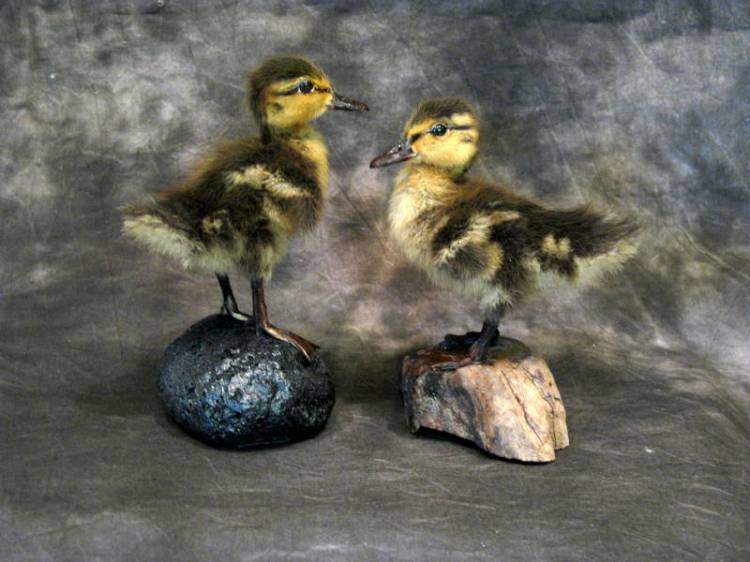 Cheri Guinn - Mallard Ducklings