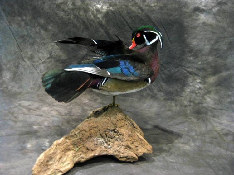 Cheri Guinn - Wood Duck Preening