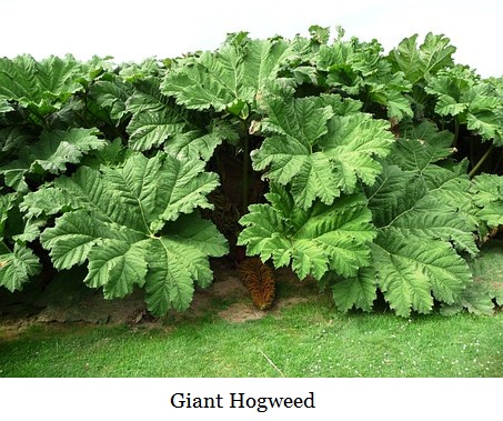 giant hogweed - Copy