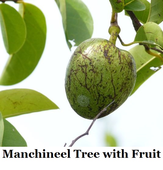 manchineel