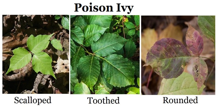 Poison_Ivy_(6074193937)