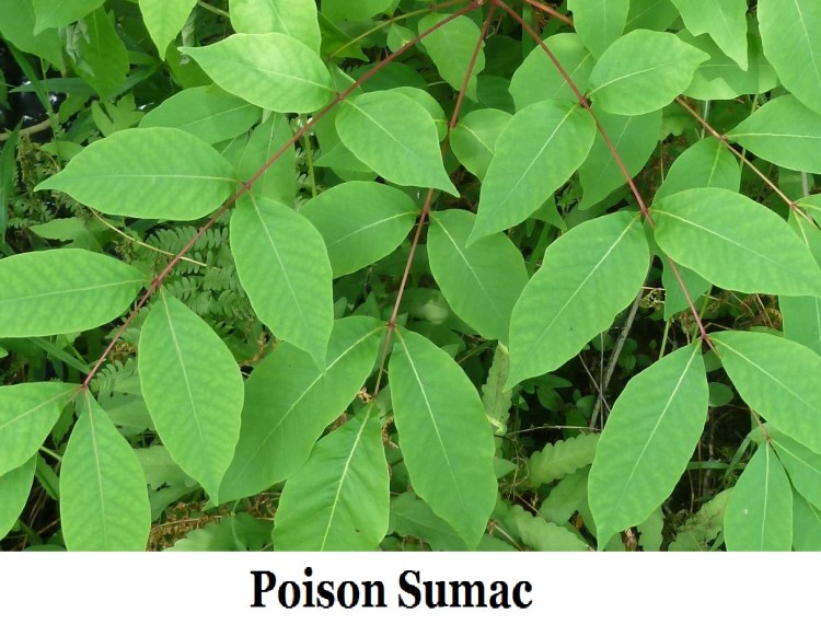 sumac