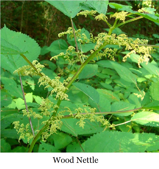 Wood_Nettle_(1026204623) (1)