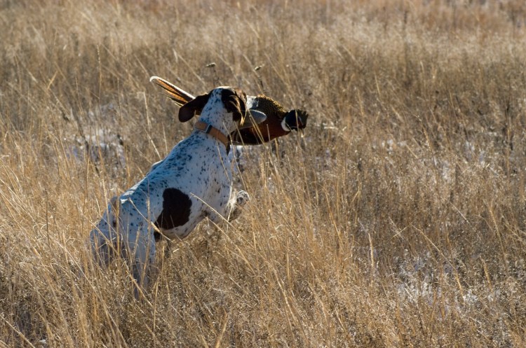 2068887932_137114cf26_o