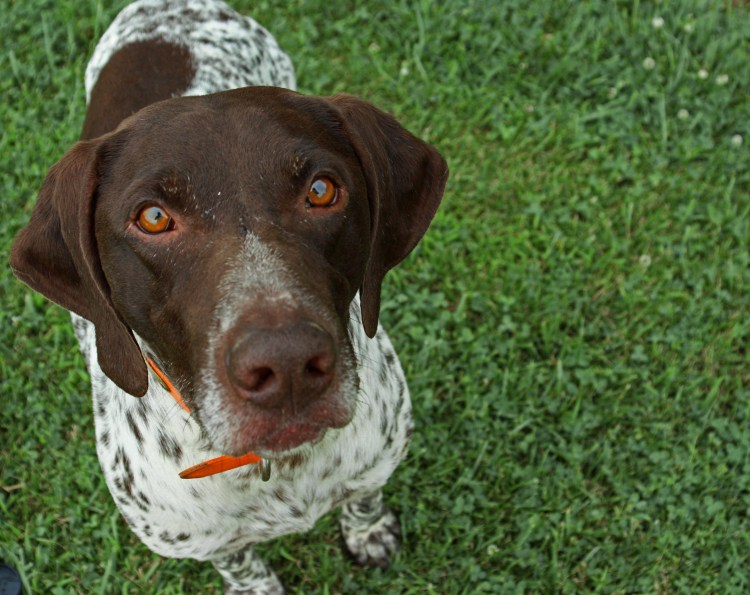 flickr. meganrae german shorthair pointer